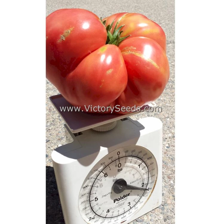 Anna Dutka Family Heirloom Tomato - Image 5