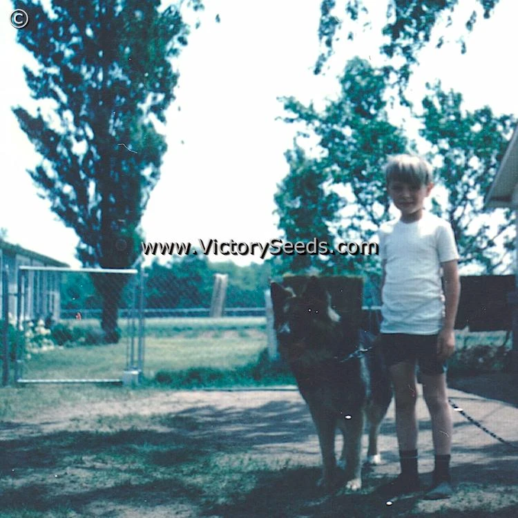 Anna Dutka Family Heirloom Tomato - Image 9