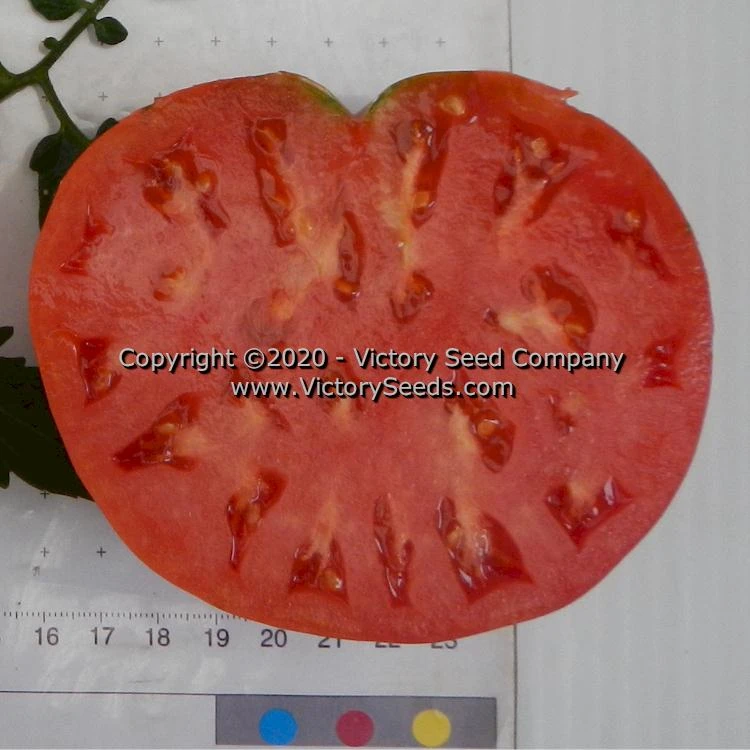 Anna Dutka Family Heirloom Tomato - Image 2
