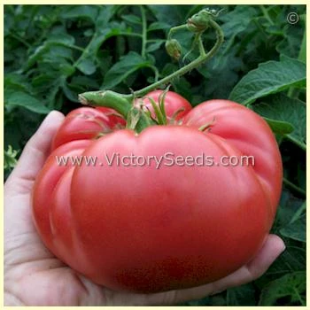 Anna's Kentucky Tomato - Image 4