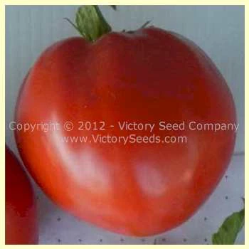 Ashleigh Tomato - Image 2