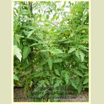 Ashleigh Tomato - Image 4