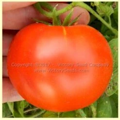 Aunt Edna Tomato