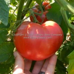 A. Z. Cutler Tomato