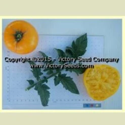 Banksia Queen Tomato