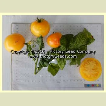 Barossa Fest Tomato - Image 4