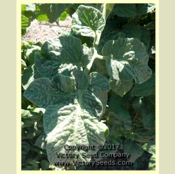 Barossa Fest Tomato - Image 5