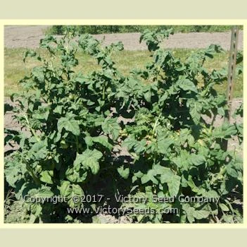 Barossa Fest Tomato - Image 2