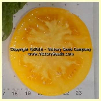 Barossa Fest Tomato - Image 3