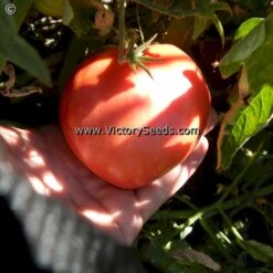 Bell's German Pink Tomato