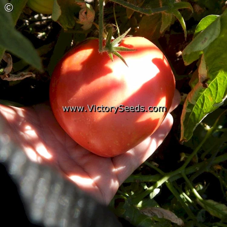 Bell's German Pink Tomato