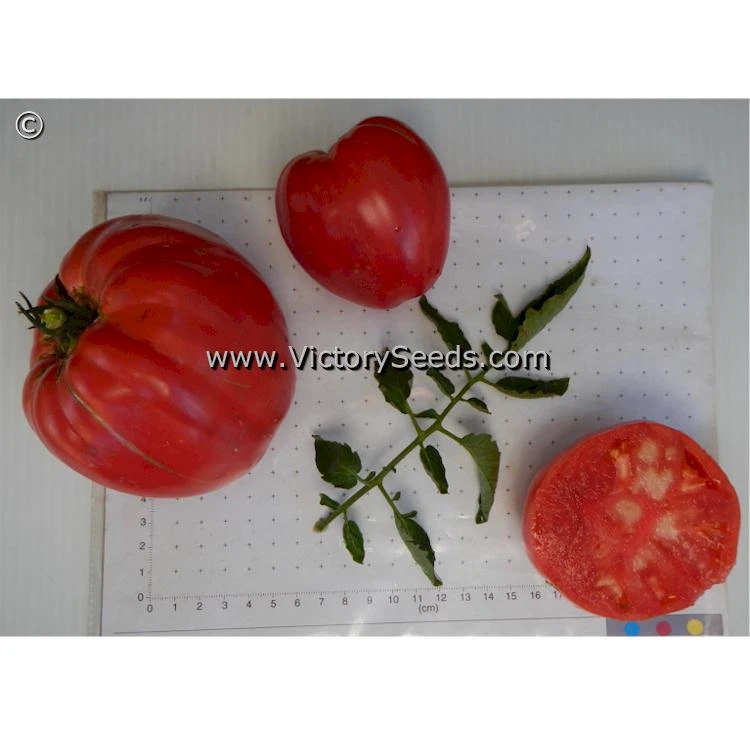 Bell's German Pink Tomato - Image 6