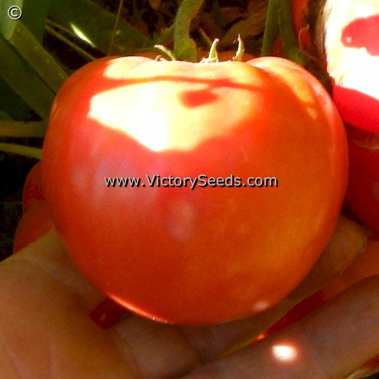 Bell's German Pink Tomato - Image 3