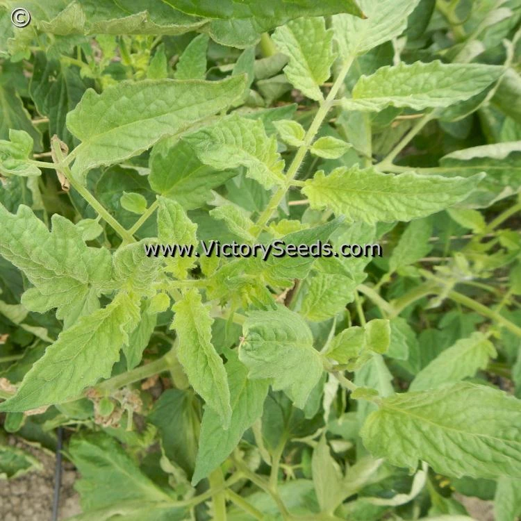 Bell's German Pink Tomato - Image 5
