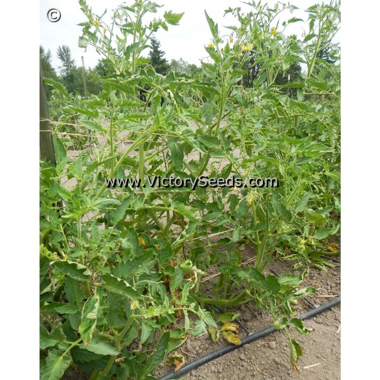 Bell's German Pink Tomato - Image 4