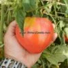 Bethel Bounty Tomato