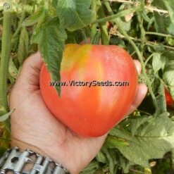 Bethel Bounty Tomato