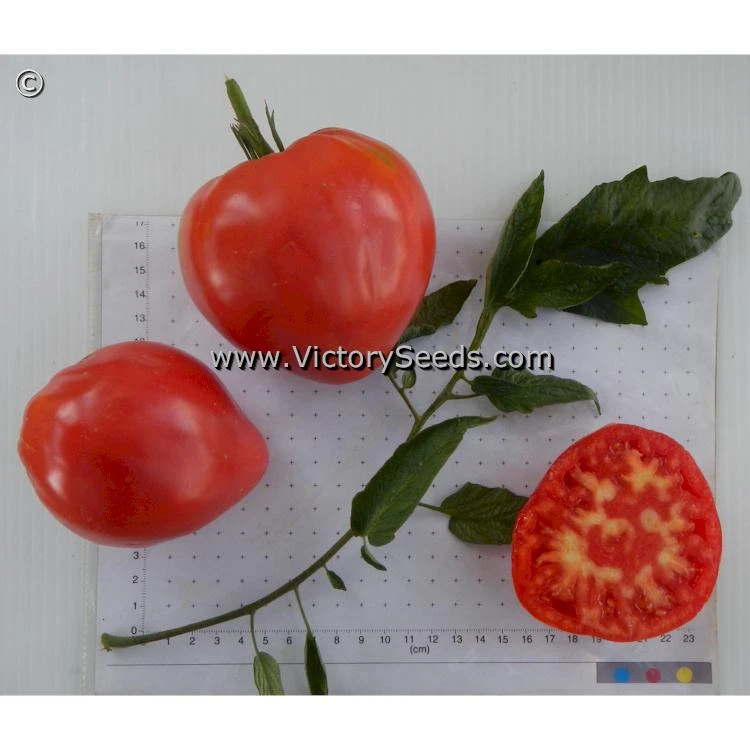 Bethel Bounty Tomato - Image 5