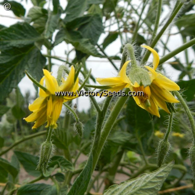 Bethel Bounty Tomato - Image 4