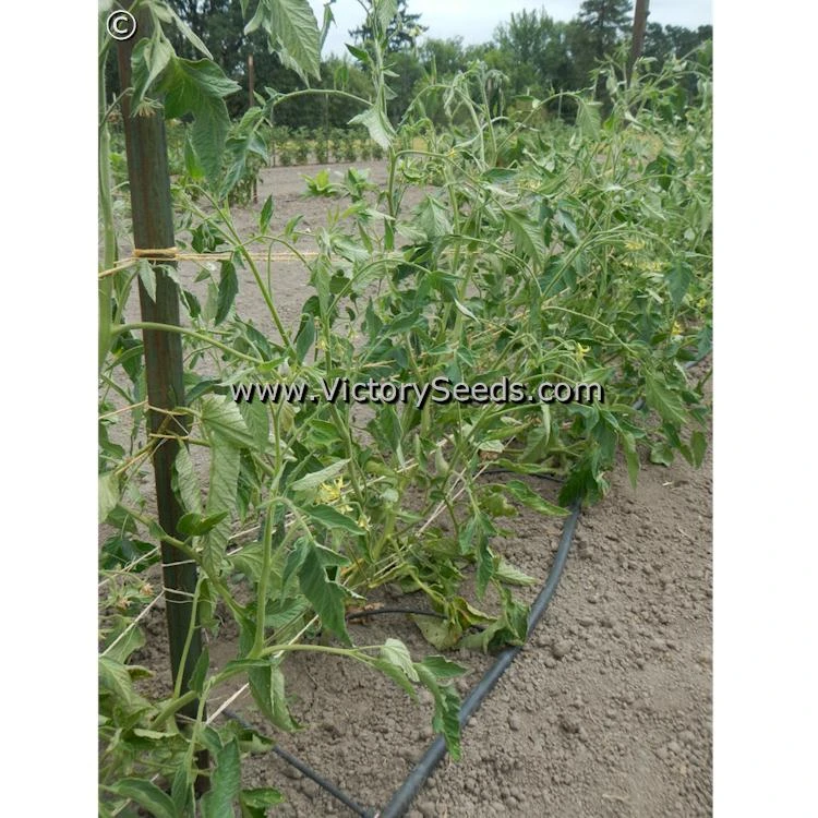 Bethel Bounty Tomato - Image 3