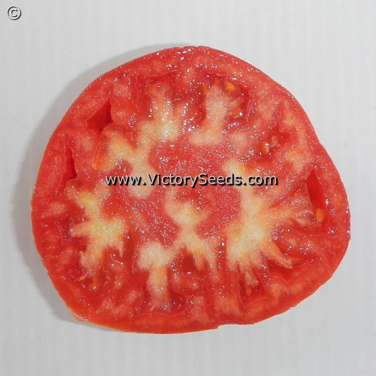 Bethel Bounty Tomato - Image 2