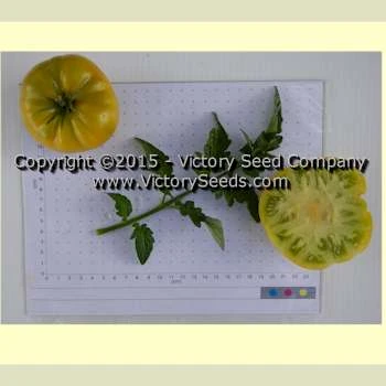 Big Green Dwarf Tomato - Image 3