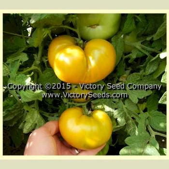 Big Green Dwarf Tomato - Image 4