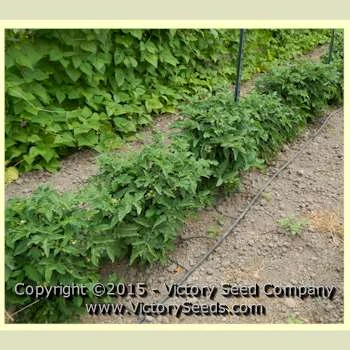 Big Green Dwarf Tomato - Image 2