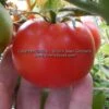Bolgiano's Extremely Early 'I.X.L.' Tomato
