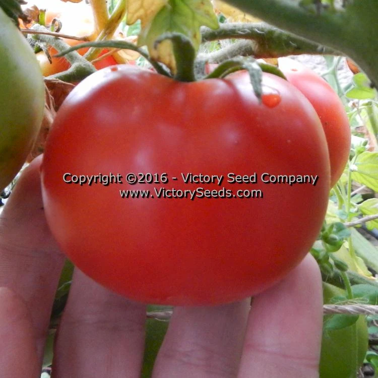 Bolgiano's Extremely Early 'I.X.L.' Tomato