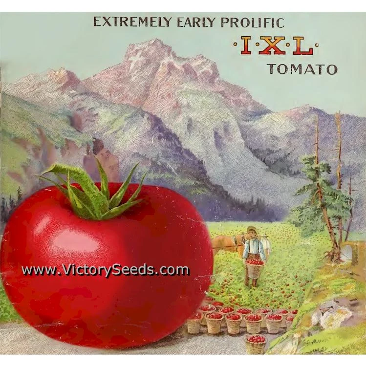 Bolgiano's Extremely Early 'I.X.L.' Tomato - Image 6