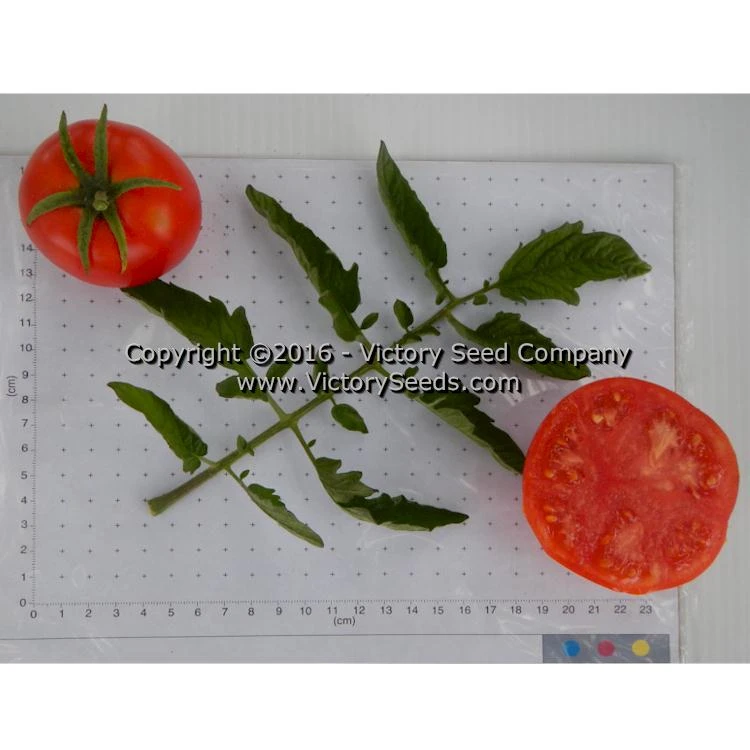 Bolgiano's Extremely Early 'I.X.L.' Tomato - Image 2