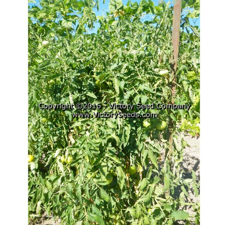 Bolgiano's Extremely Early 'I.X.L.' Tomato - Image 4