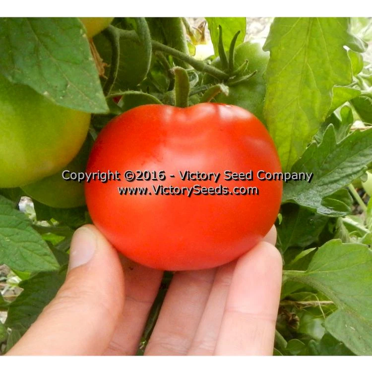 Bolgiano's Extremely Early 'I.X.L.' Tomato - Image 5