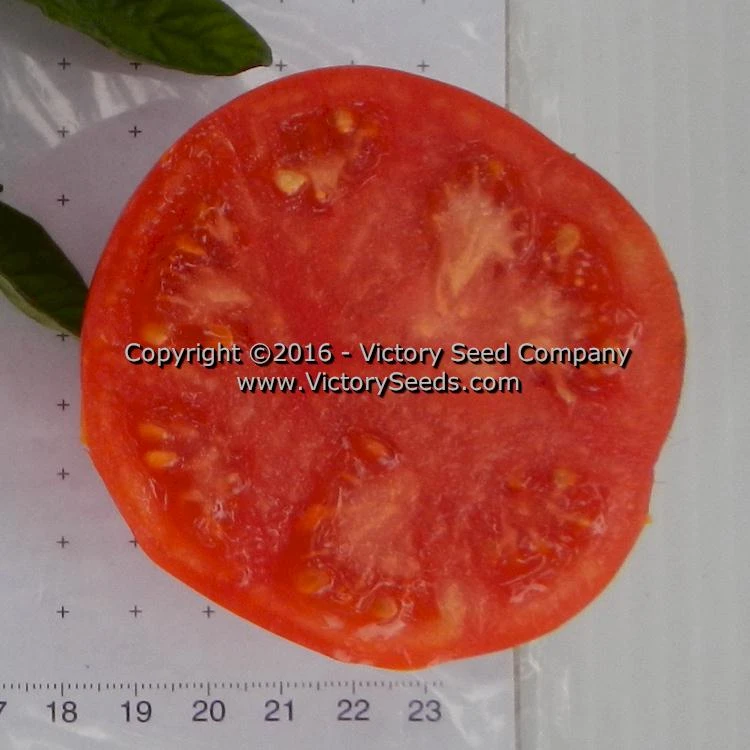 Bolgiano's Extremely Early 'I.X.L.' Tomato - Image 3