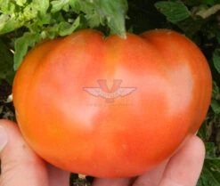Boronia Tomato