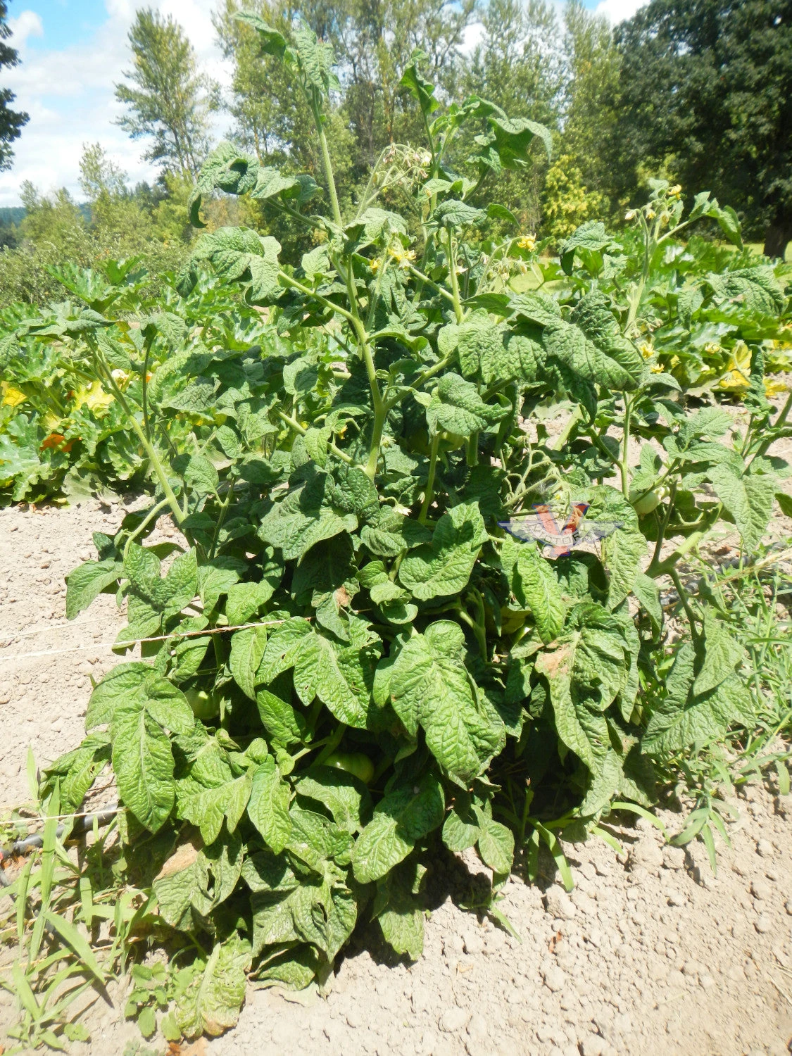 BrandyFred Tomato - Image 3