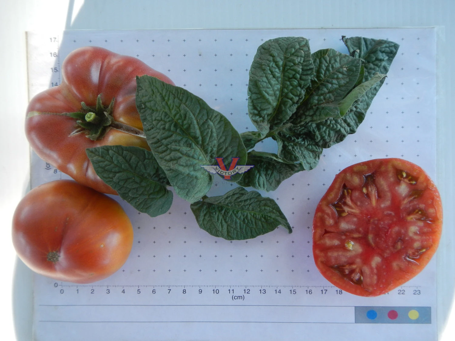 BrandyFred Tomato - Image 2