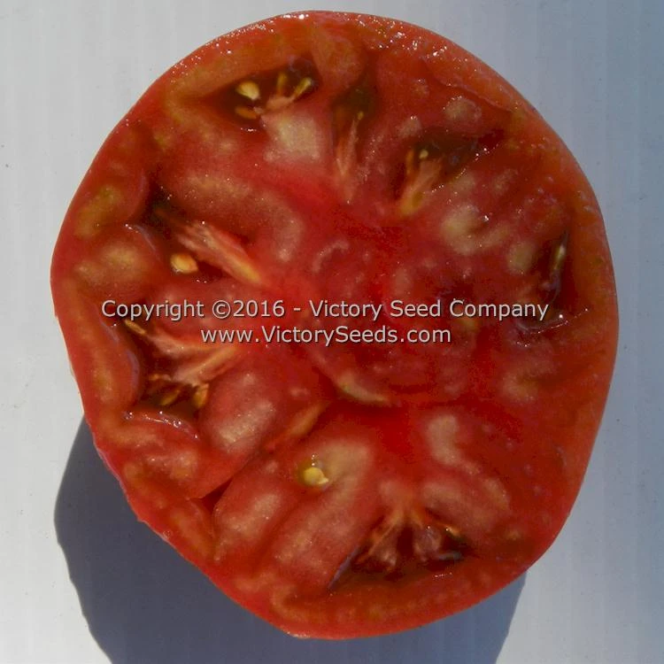 BrandyFred Tomato - Image 4