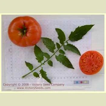 Buckeye State Tomato - Image 2