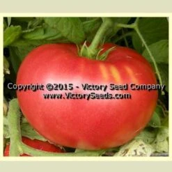 Buckeye State Tomato