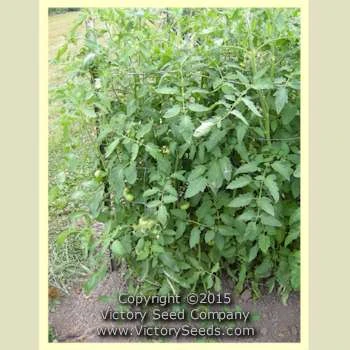 Buckeye State Tomato - Image 3