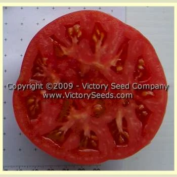 Buckeye State Tomato - Image 4