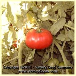 Burgess Mammoth Wonder Tomato