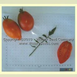 Burning Spear Tomato