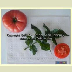 Burpee's Dwarf Giant Tomato