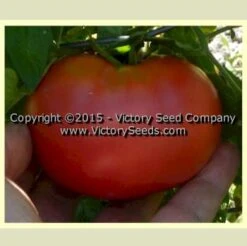 Burpee's Fordhook First Tomato