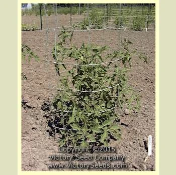 Burpee's Fordhook First Tomato - Image 4