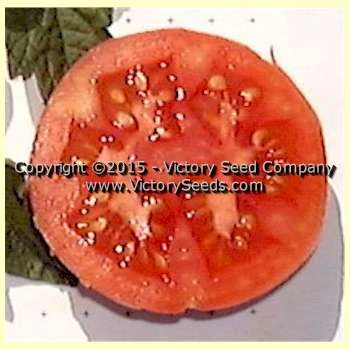 Burpee's Fordhook First Tomato - Image 3