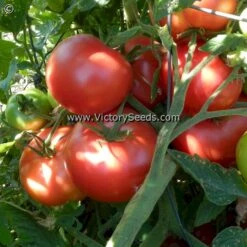 Burpee's 'Globe' Tomato